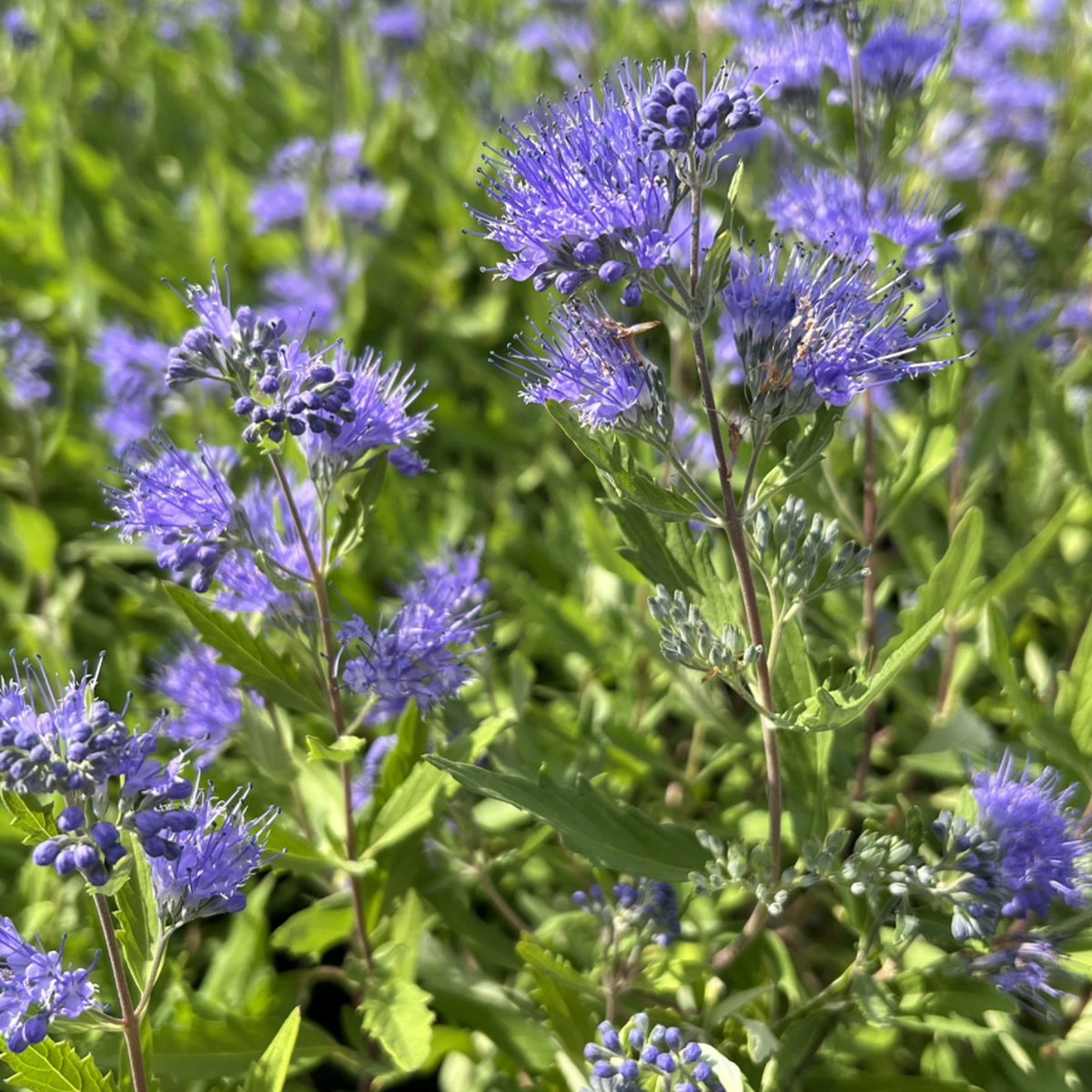 Caryopteris x clandonensis