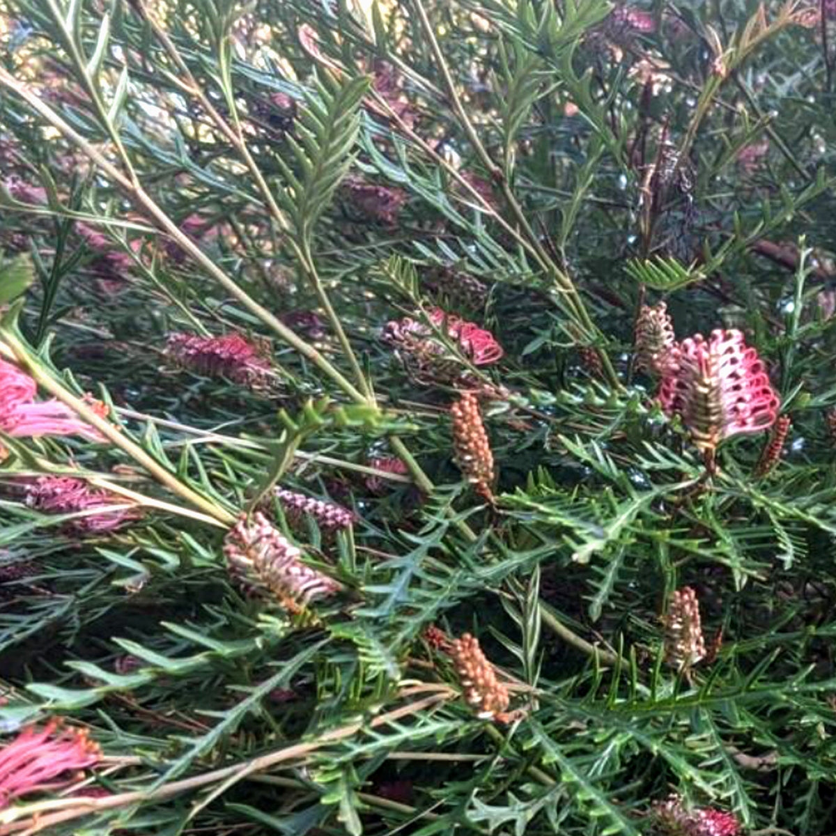 Grevillea 'Ivanhoe'