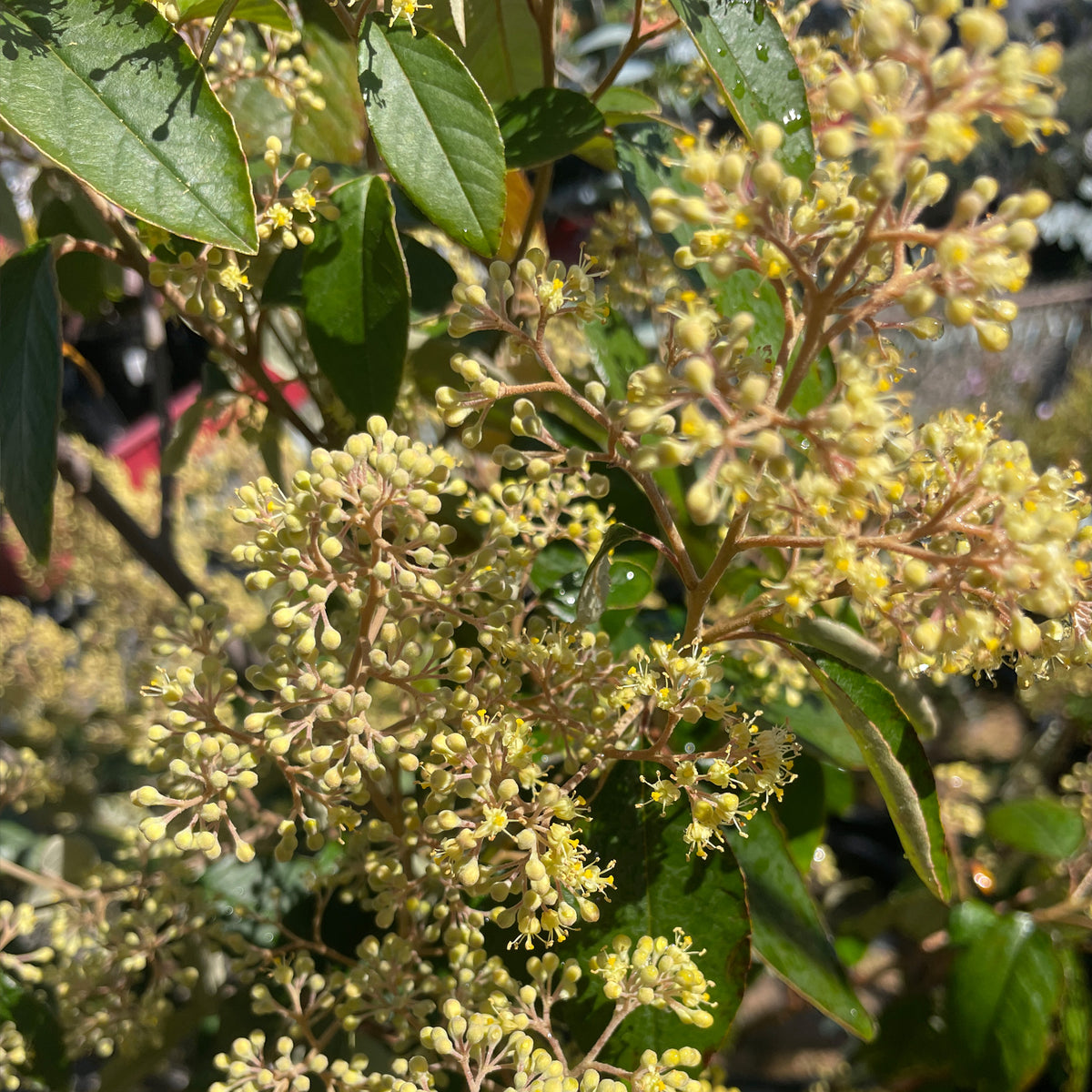 Pomaderris apetala
