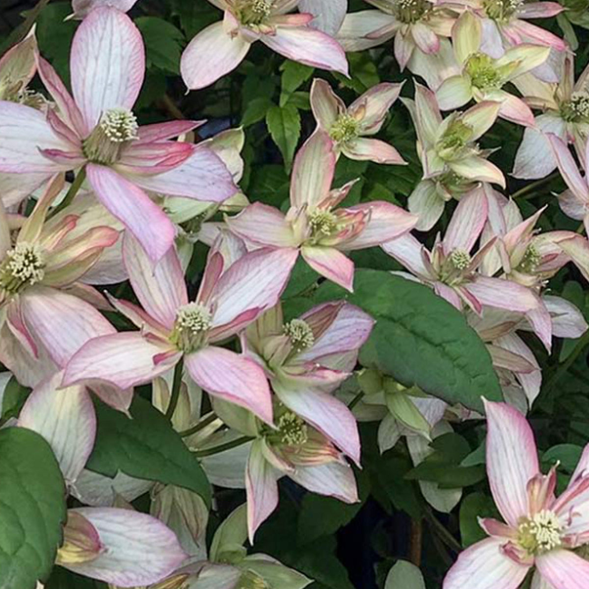 Clematis montana 'Marjorie'