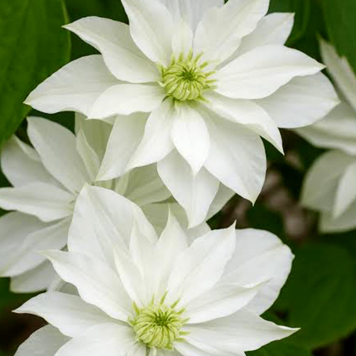 Clematis montana 'Starlight'