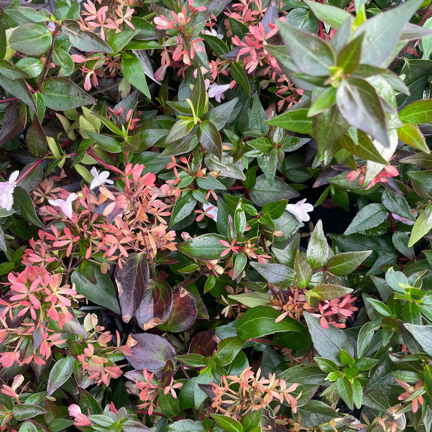 Abelia grandiflora