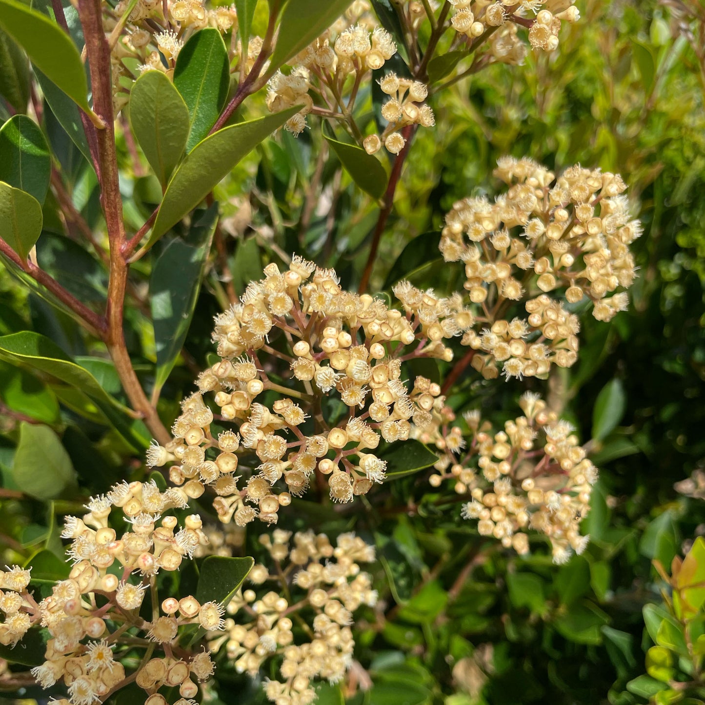 Acmena smithii minor