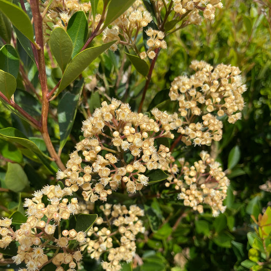 Acmena smithii minor