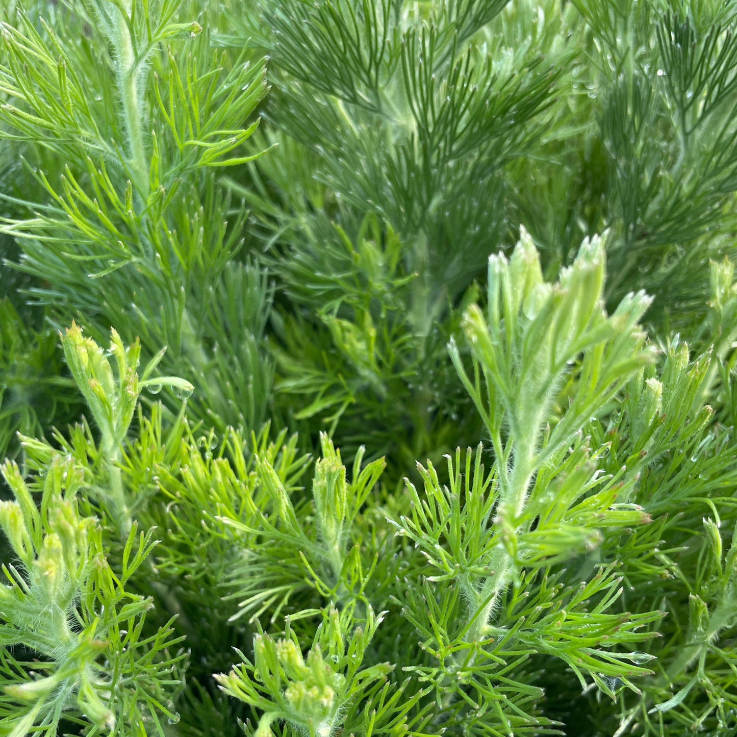 Adenanthos sericeus dwarf