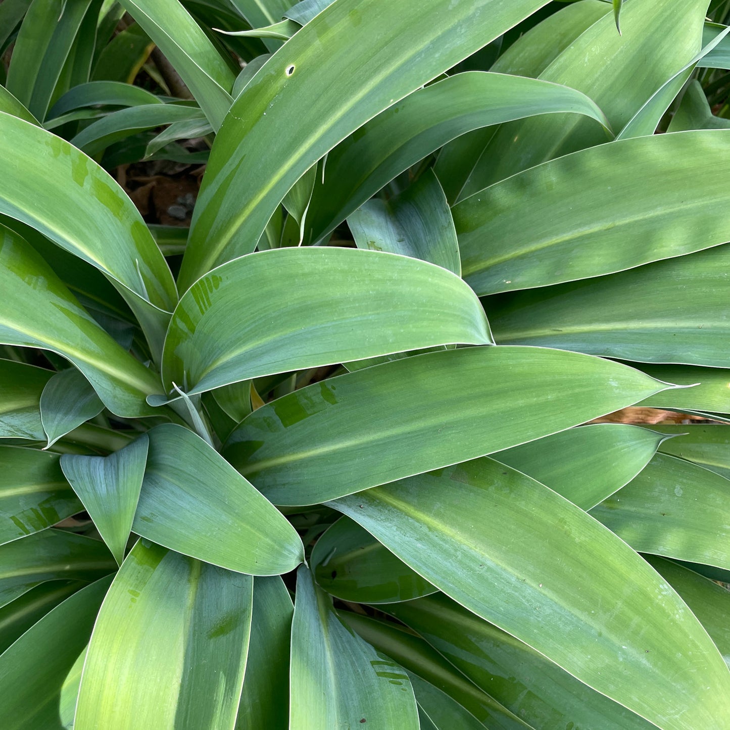 Arthropodium cirratum