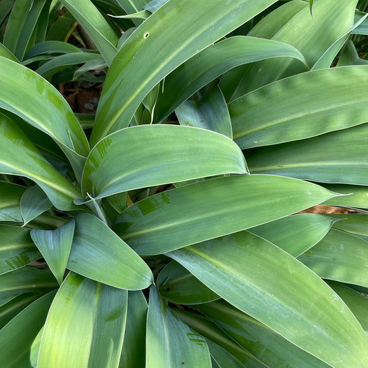 Arthropodium cirratum