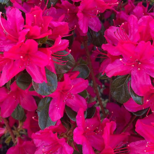 Azalea 'Hinode Giri'