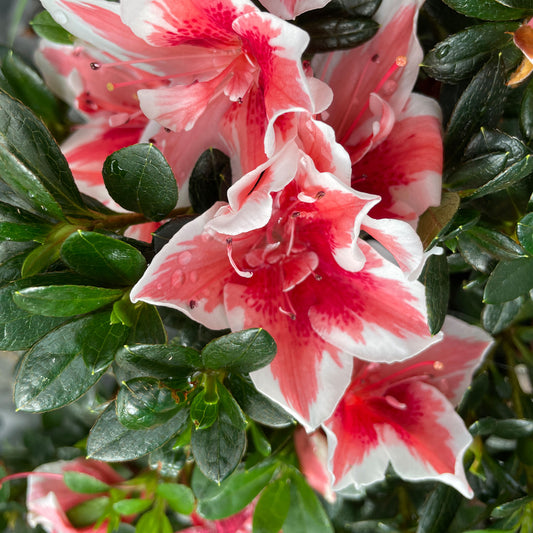 Azalea kurume 'Mrs Kint'