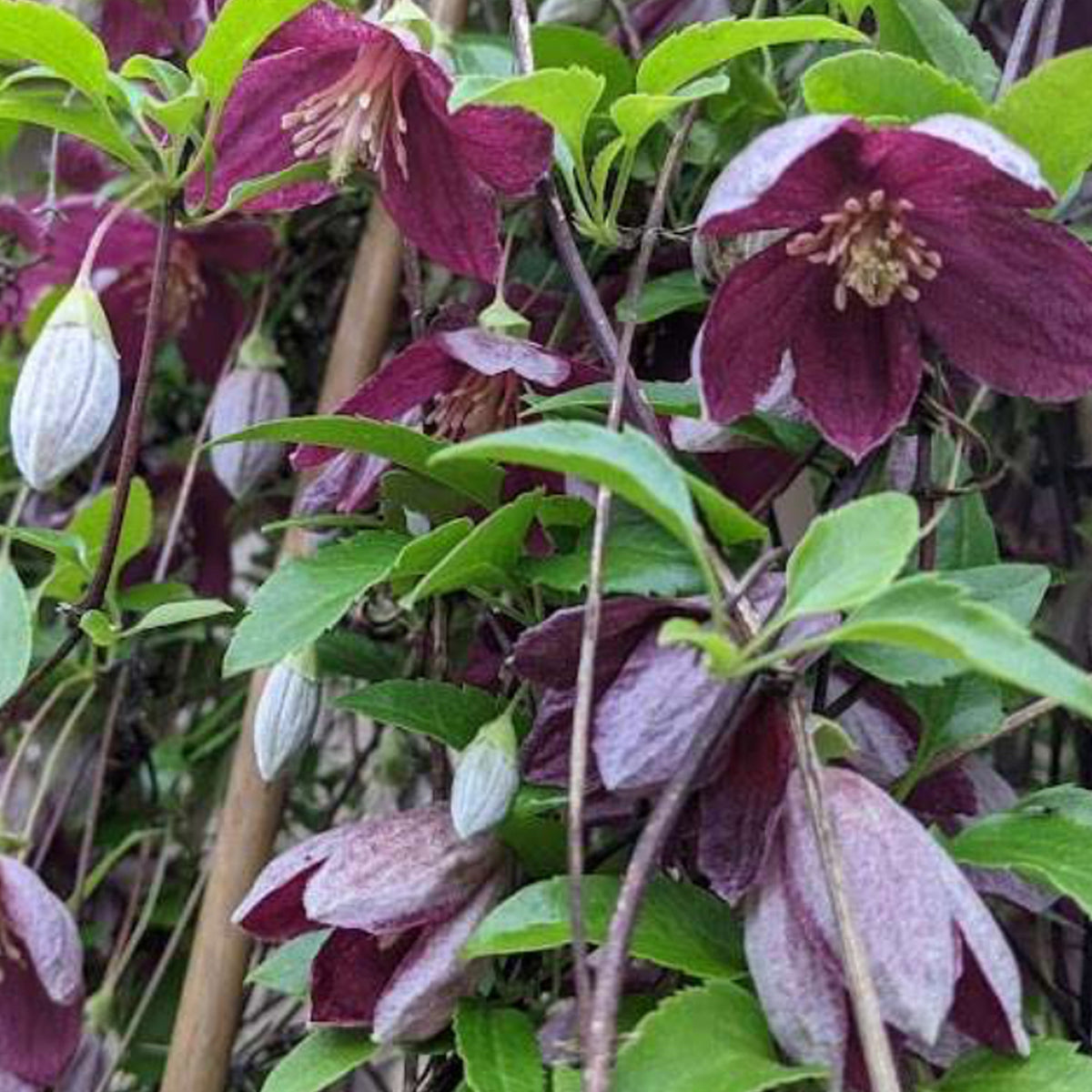 Clematis cirrhosa 'Lansdowne Gem'