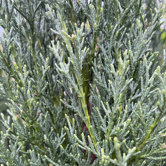 Cupressus sempervirens Glauca