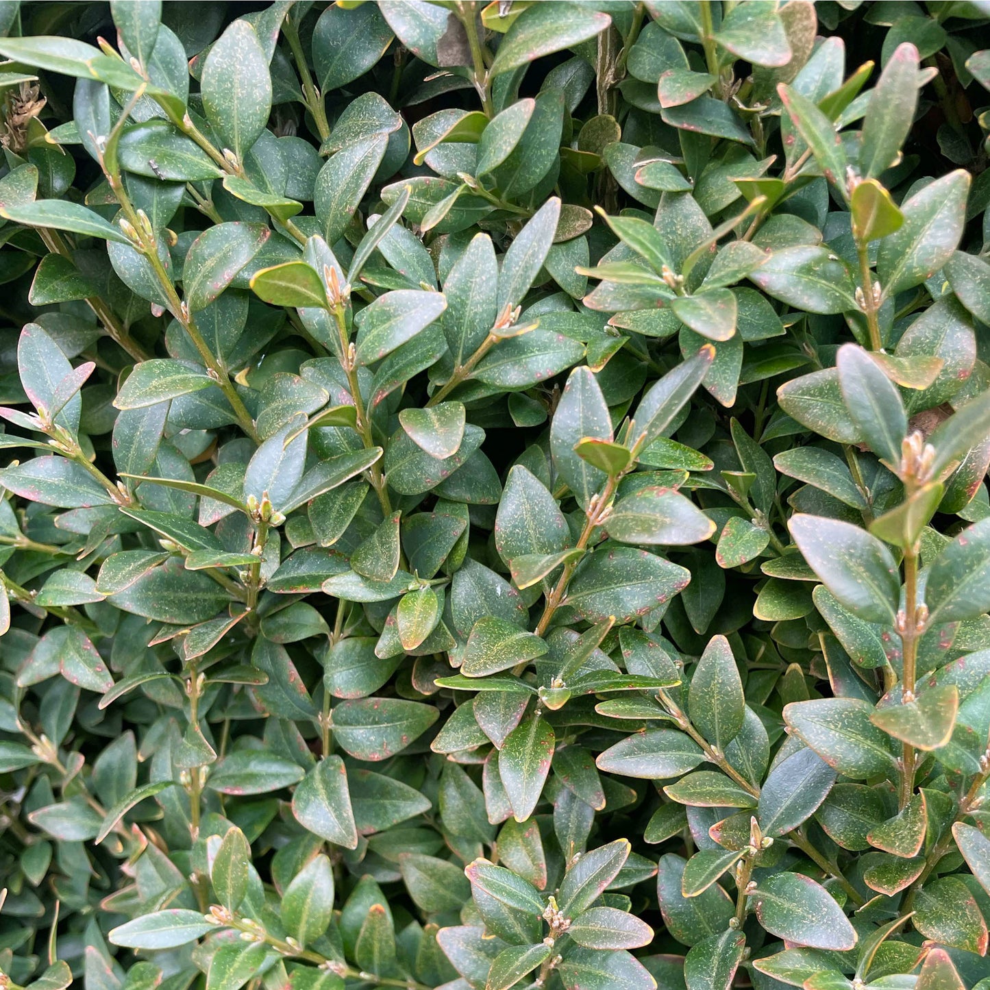 Buxus sempervirens  English Box