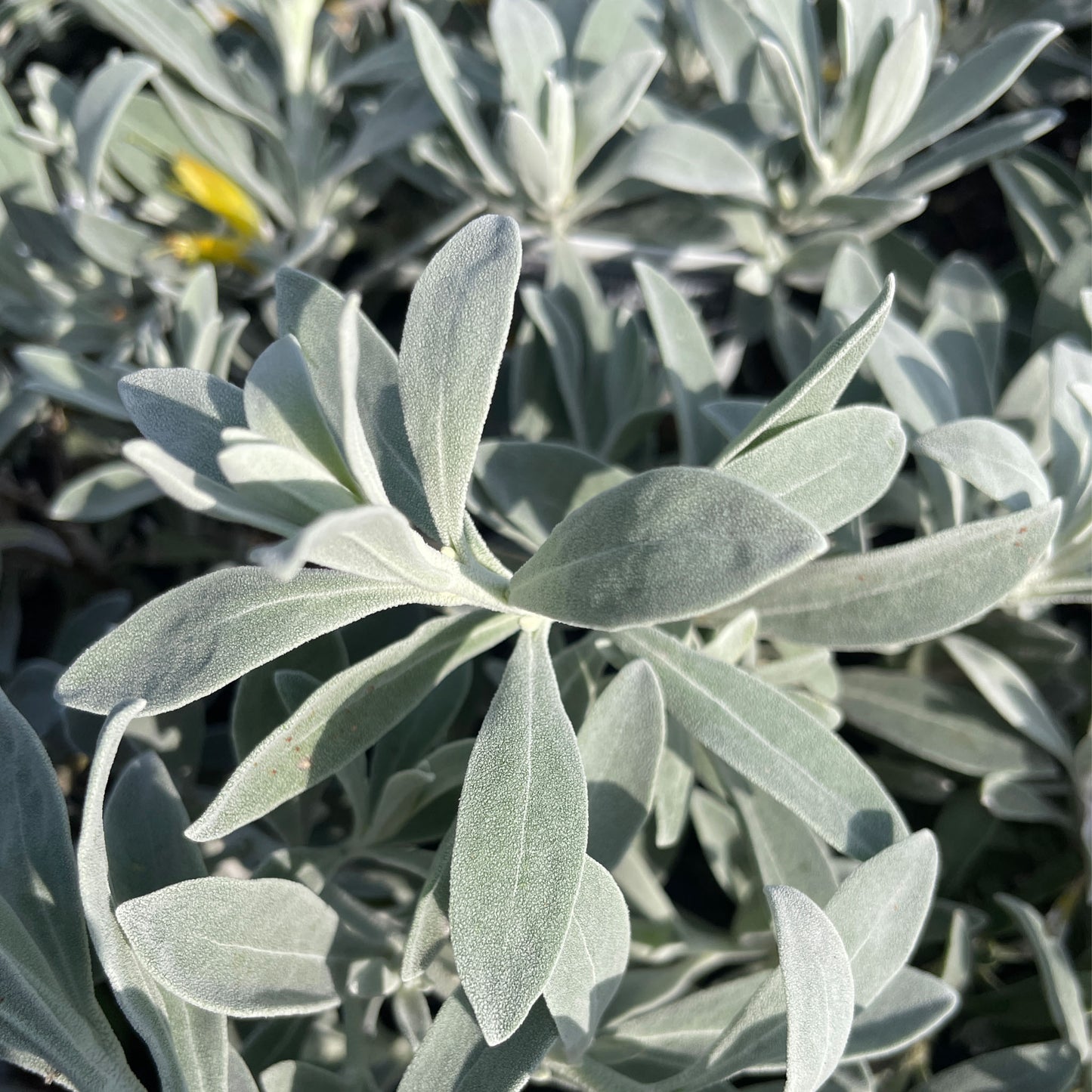 Eremophila Kalbarri Carpet