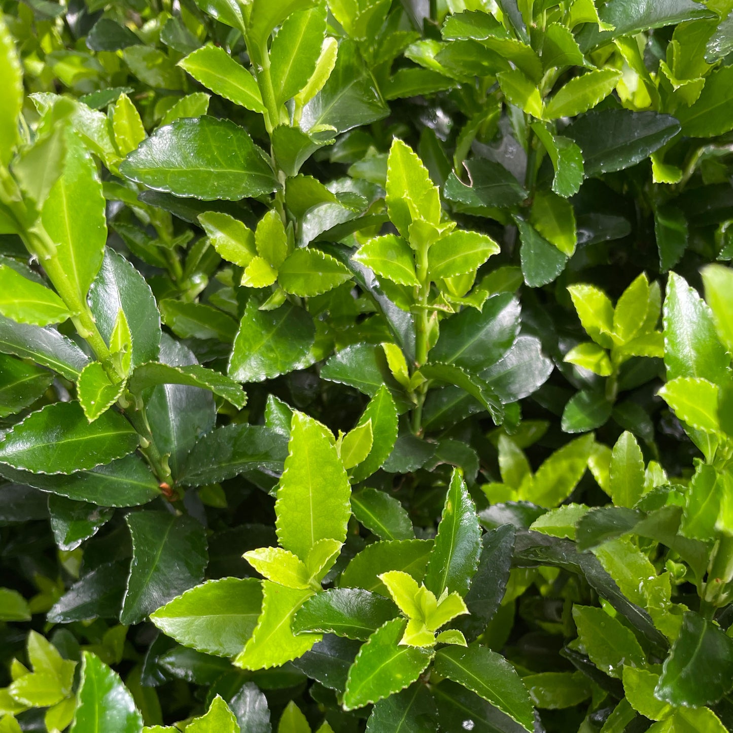 Euonymus japonicus 'Green Rocket'