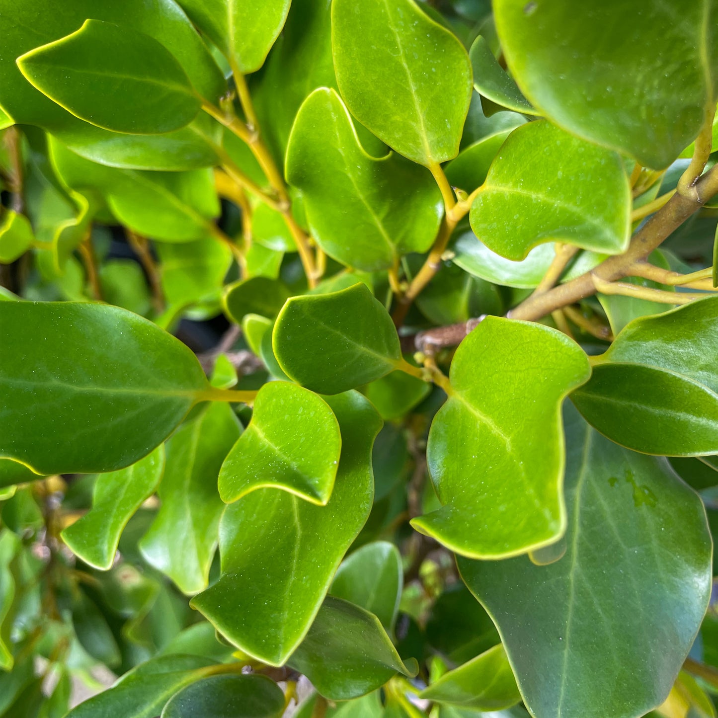 Griselinia littoralis