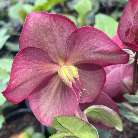 Helleborus 'Duke of Burgundy'