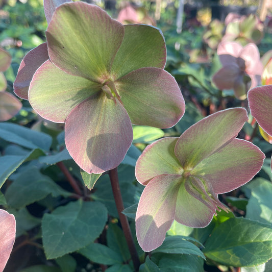 Helleborus 'Marlon'