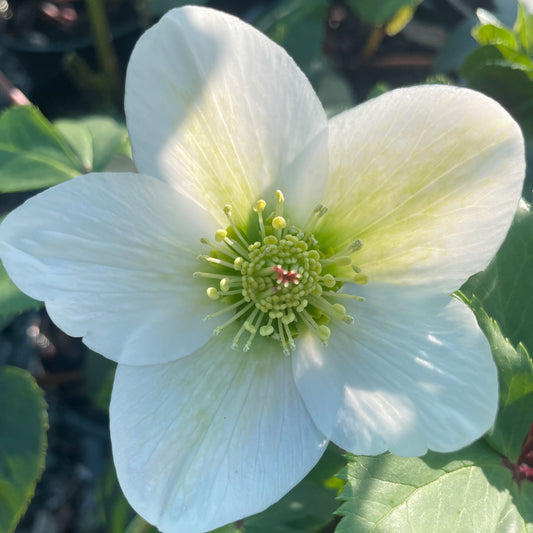 Helleborus 'White Duchess'