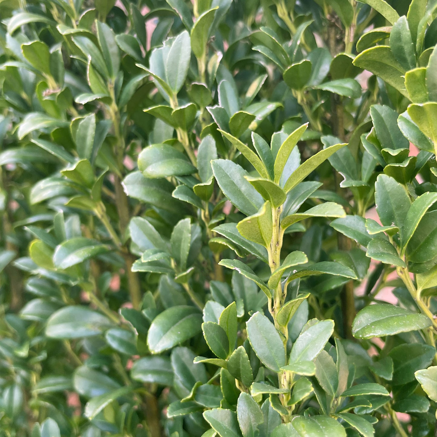Ilex crenata fastigiata 'Green Pillar'