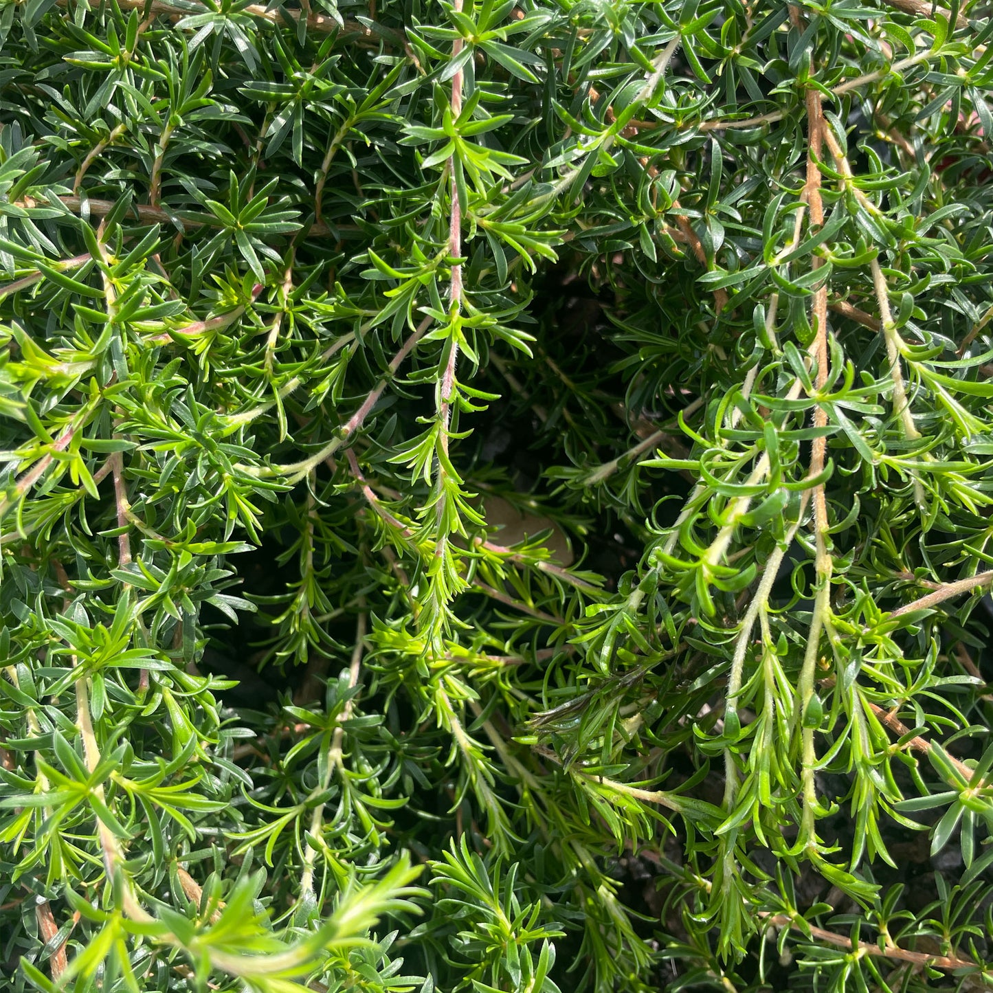 Kunzea ambigua prostrate