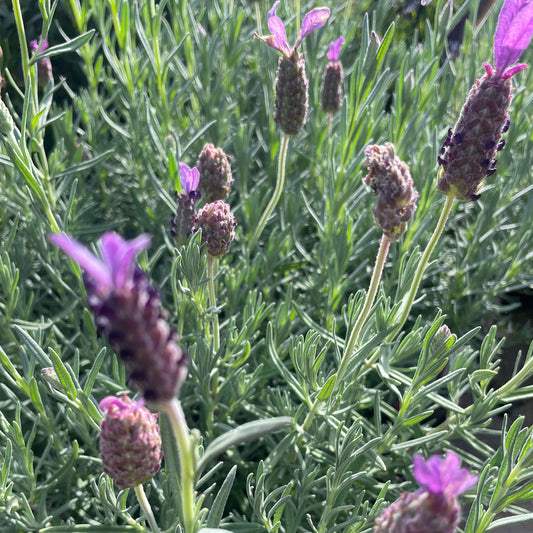 Lavandula stoechas 'Avonview'