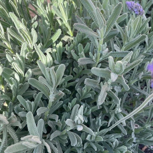 Lavandula dentata 'French Revolution'
