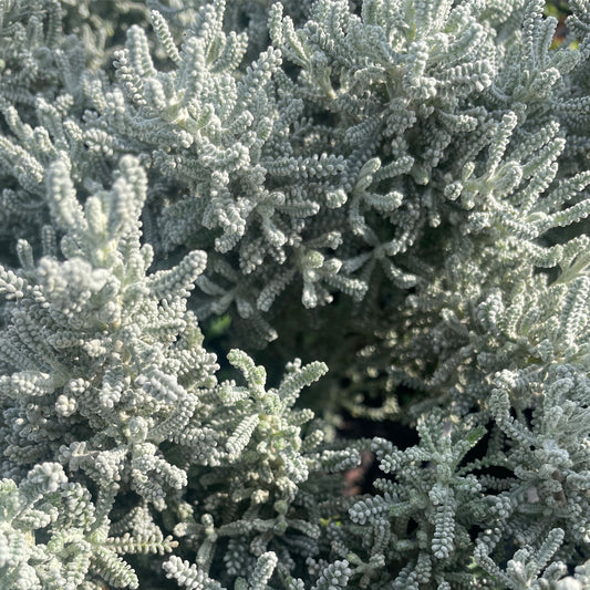 Leucophyta brownii nana