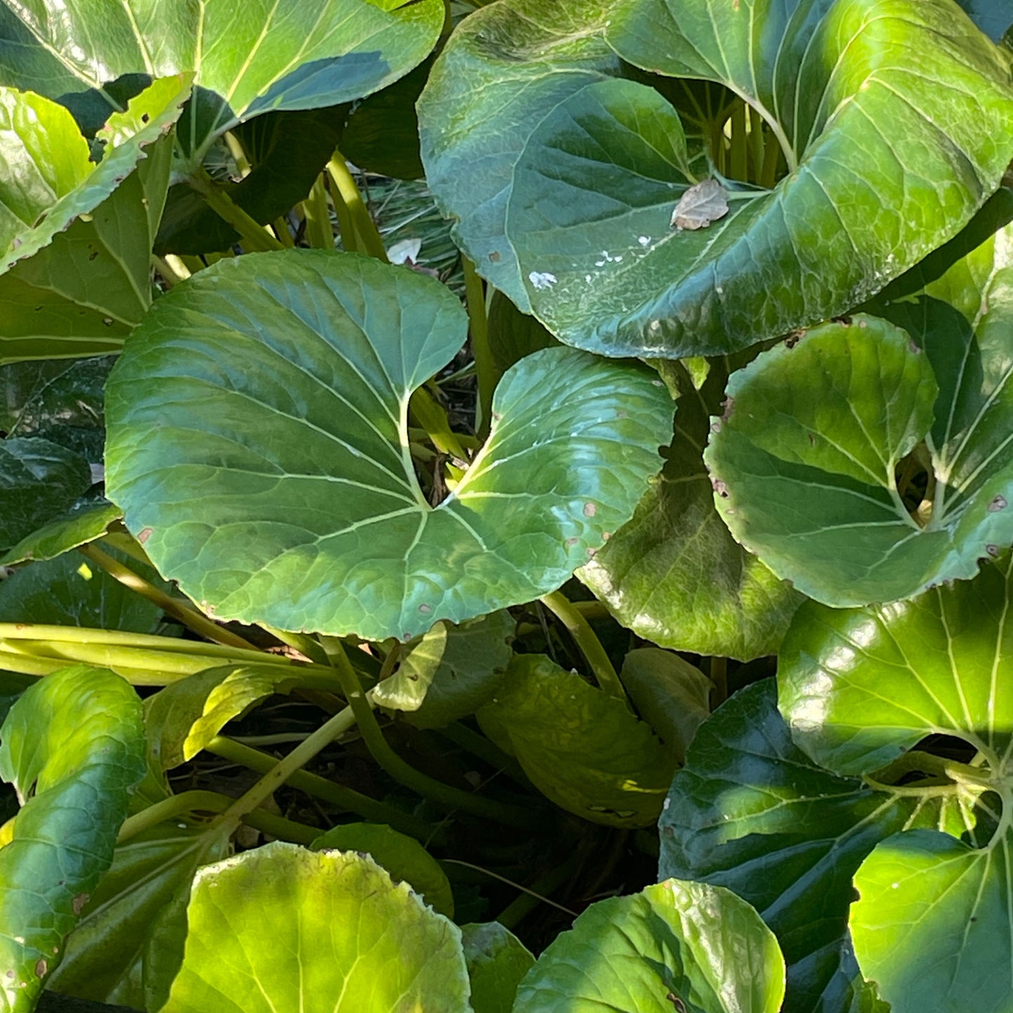 Ligularia dentata reniformis