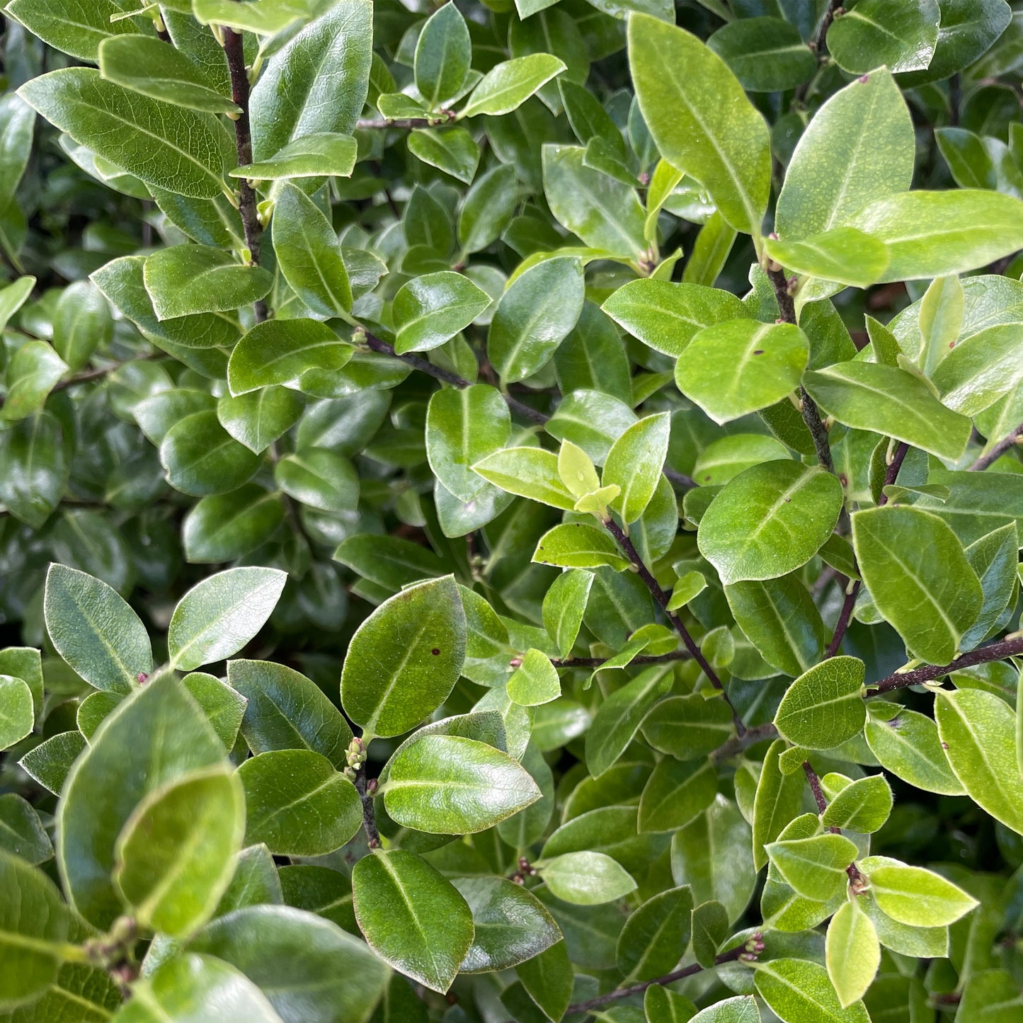 Pittosporum tenuifolium 'Golf Ball'
