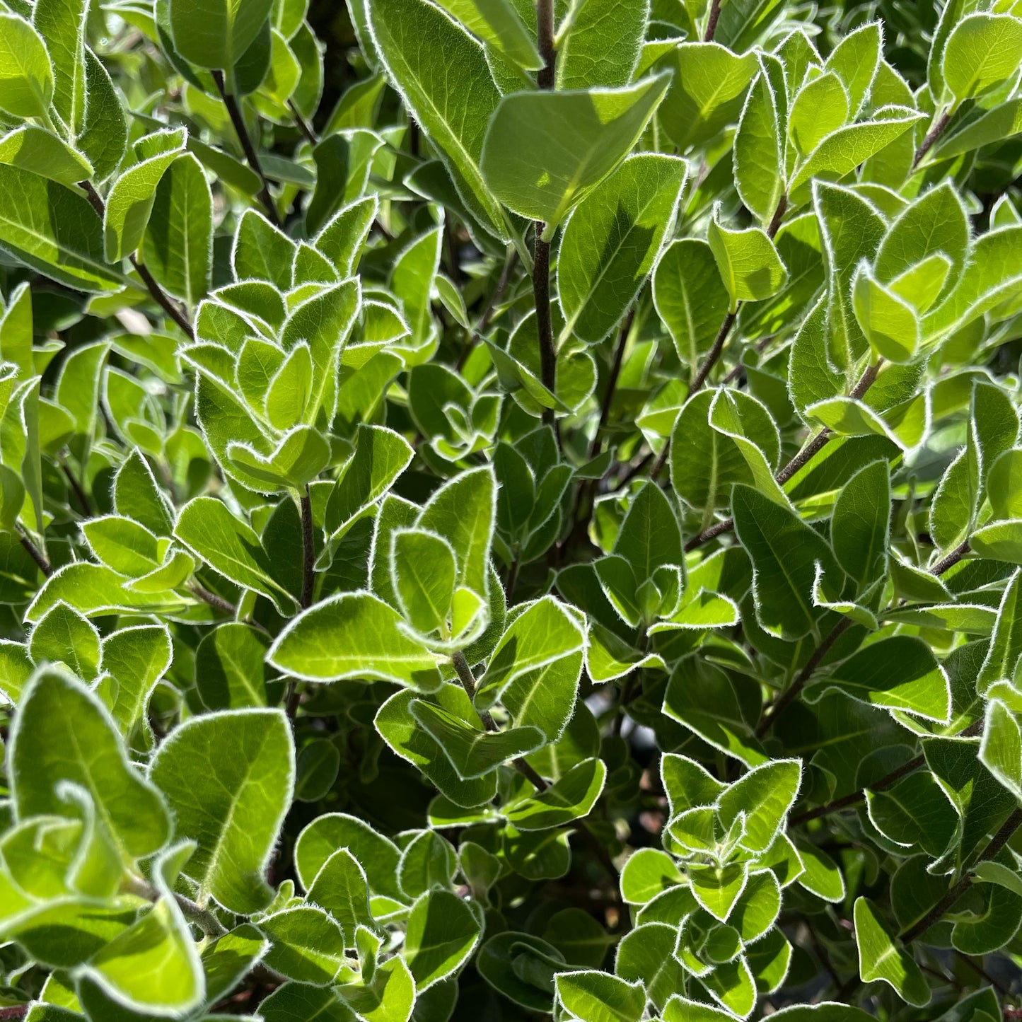 Pittosporum ralphi 'Stephens Island'