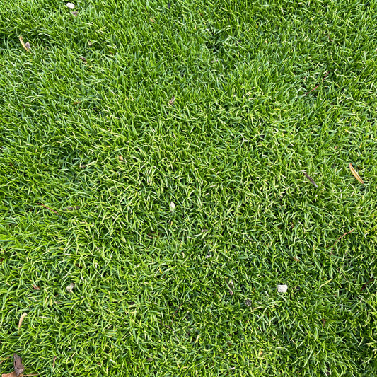 Scleranthus biflorus