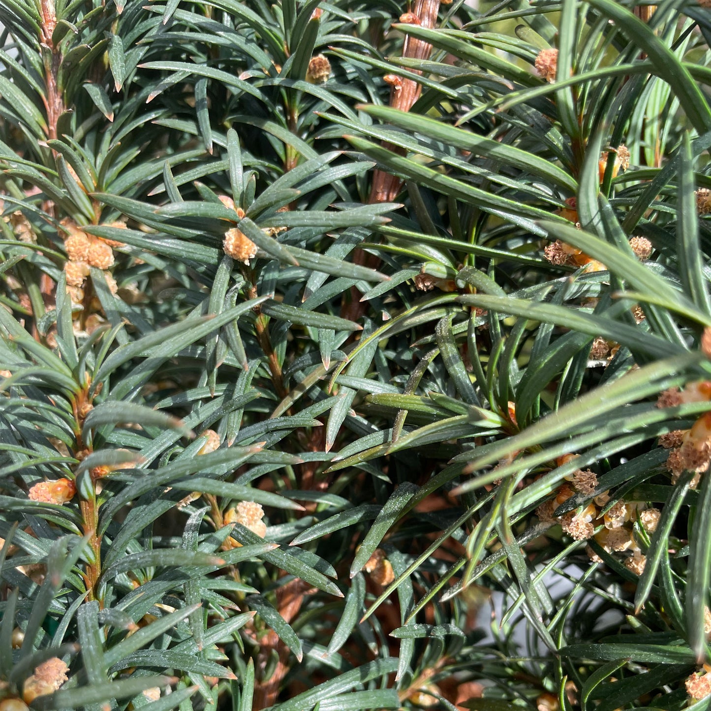 Taxus baccata Fastigiata