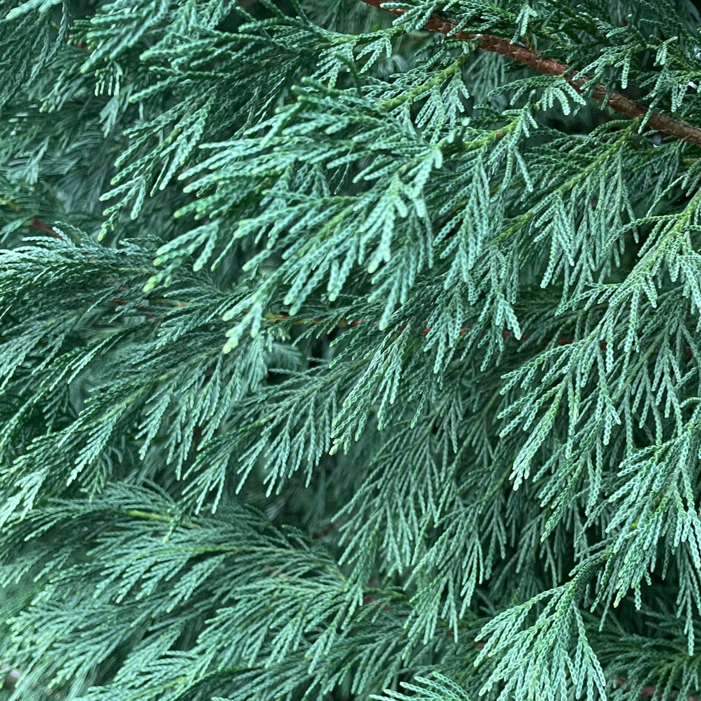 Cupressocyparis leylandii 'Leighton Green'