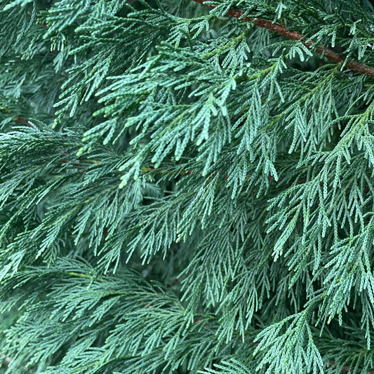 Cupressocyparis leylandii 'Leighton Green'