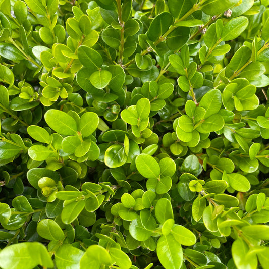Buxus microphylla 'Faulkner'