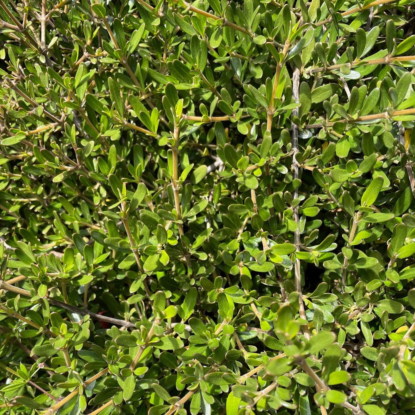 Coprosma x kirkii