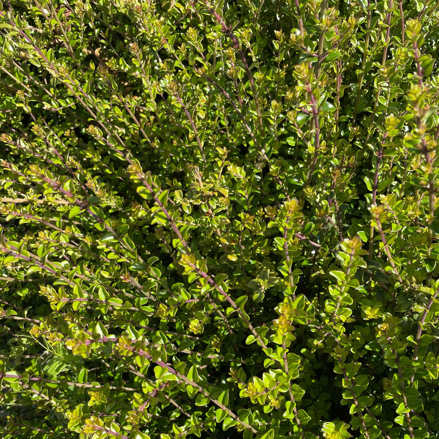 Lonicera nitida – Box Leaf Honeysuckle
