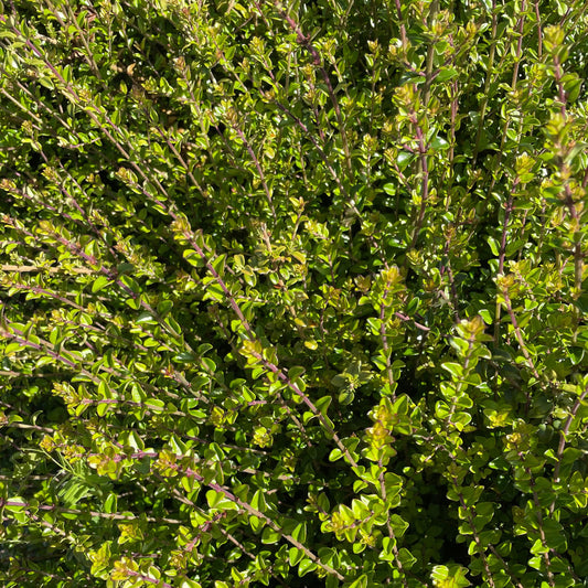 Lonicera nitida – Box Leaf Honeysuckle