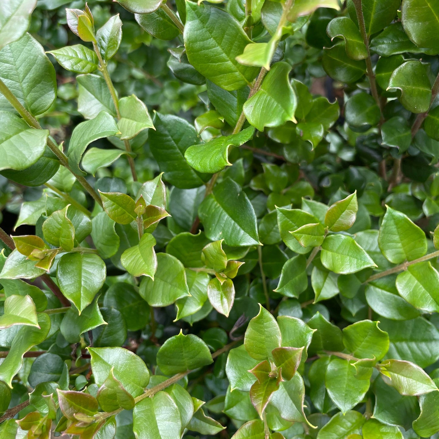 Luma apiculata