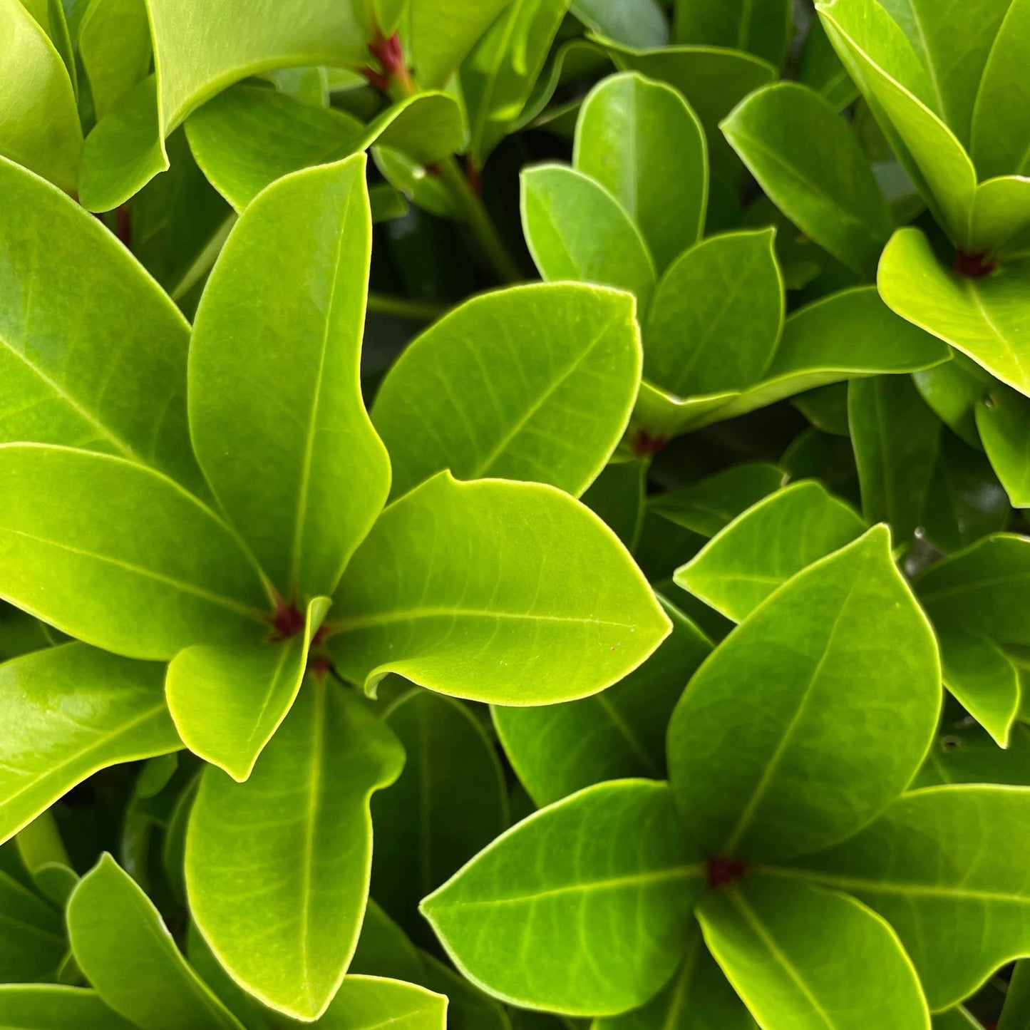 Skimmia japonica