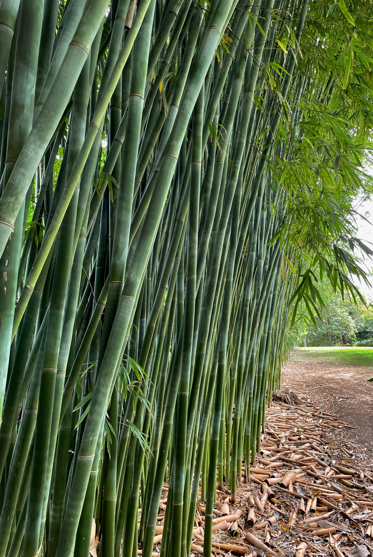 Bamboo