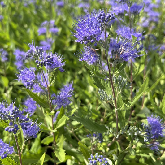 Caryopteris x clandonensis
