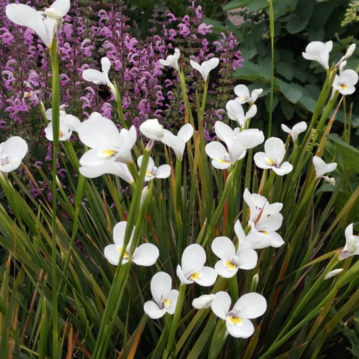 Diplarrena moraea