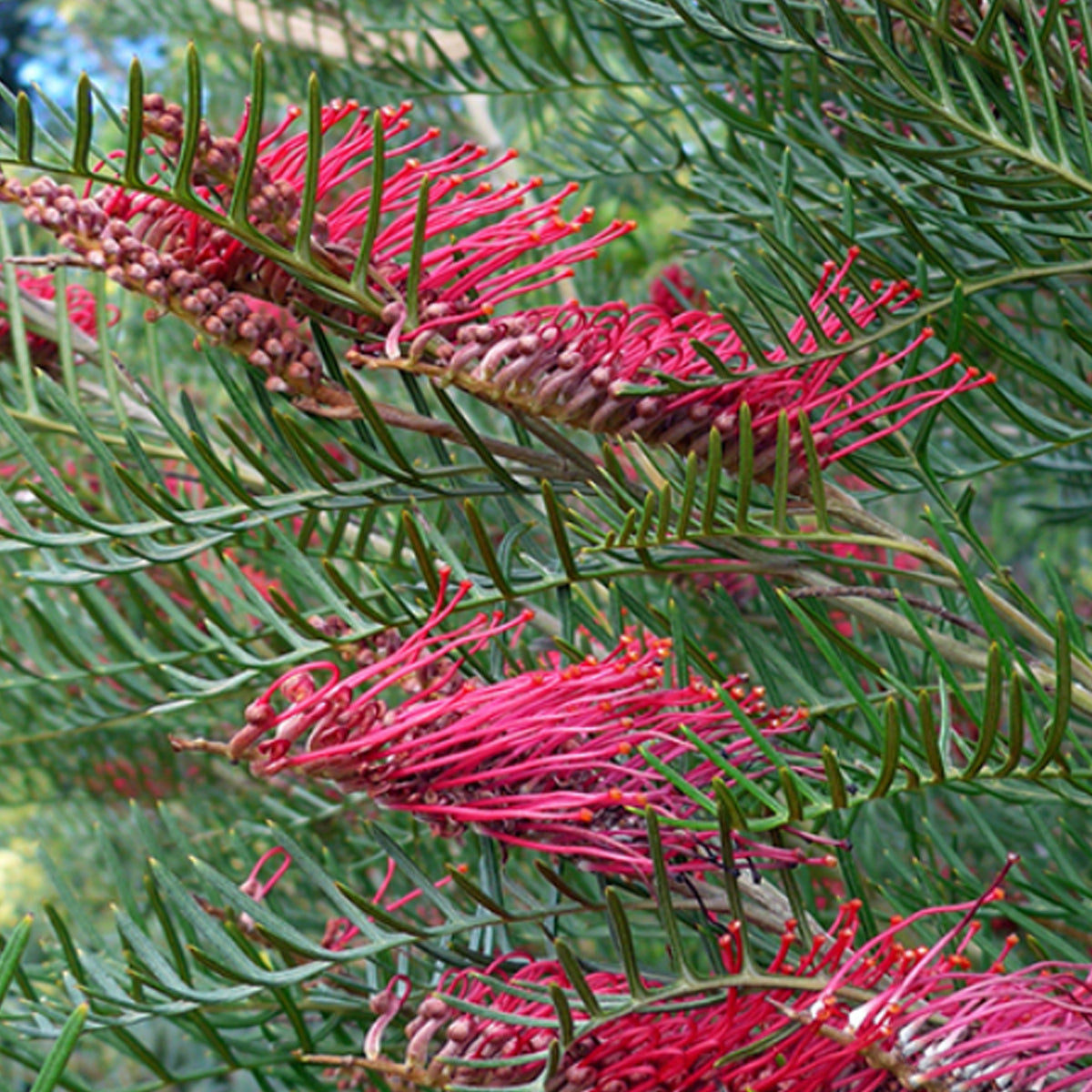Grevillea hookeriana