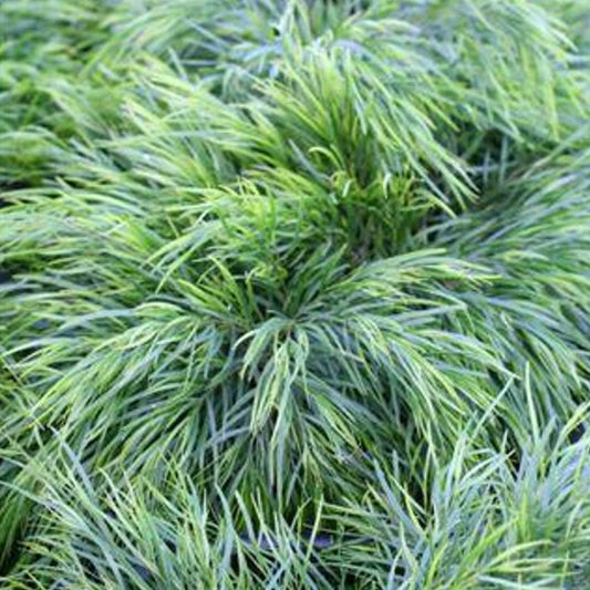 Acacia cognata 'Bower Beauty'