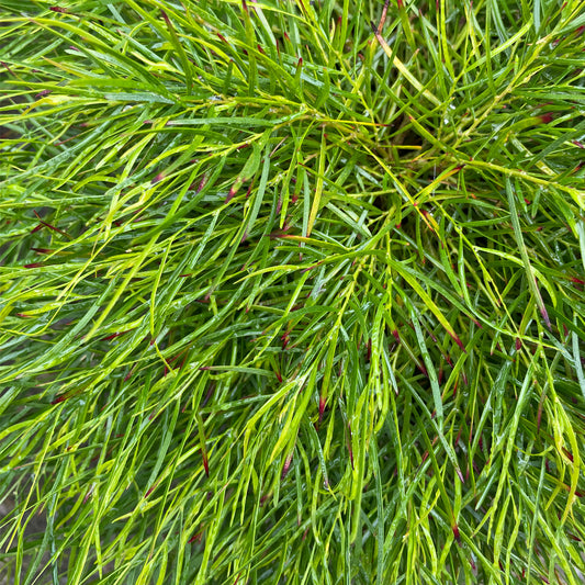 Acacia cognata 'Limelight'