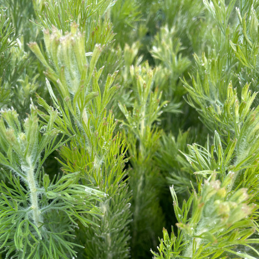 Adenanthos sericeus