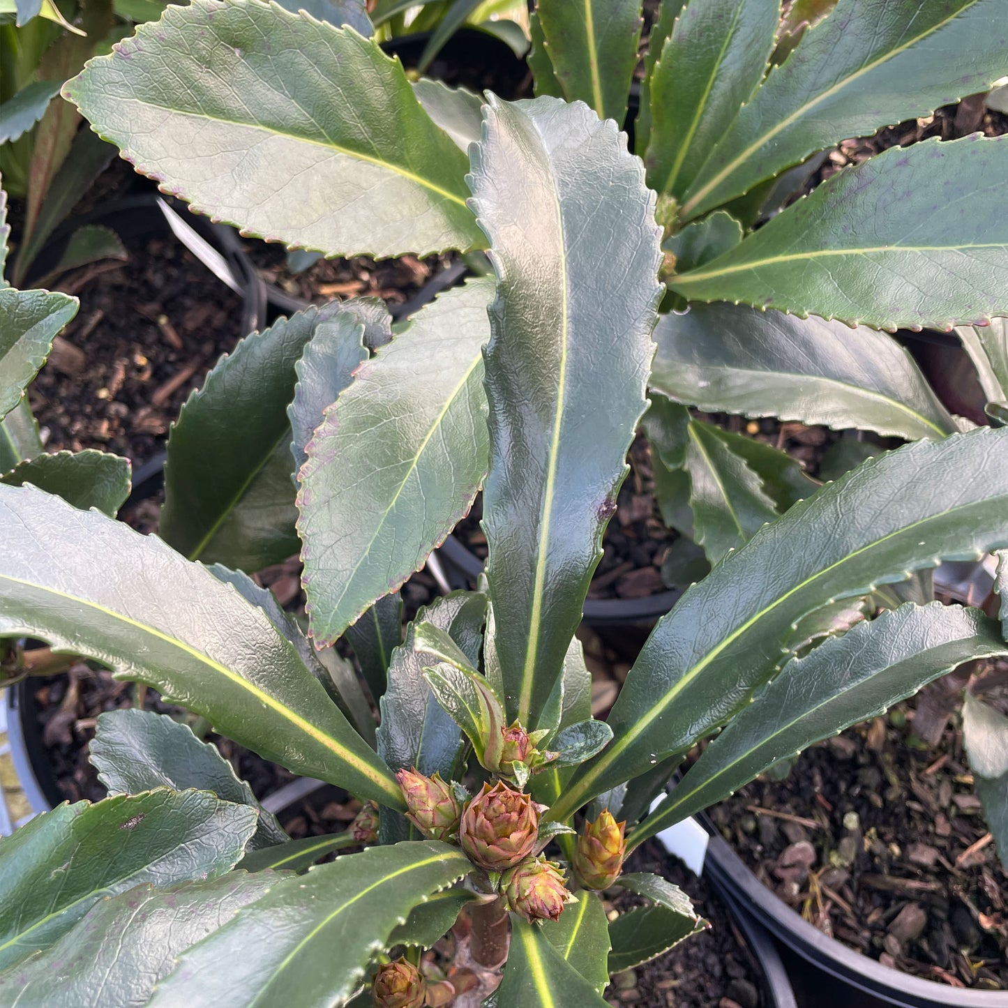 Anopterus glandulosus Native Laurel