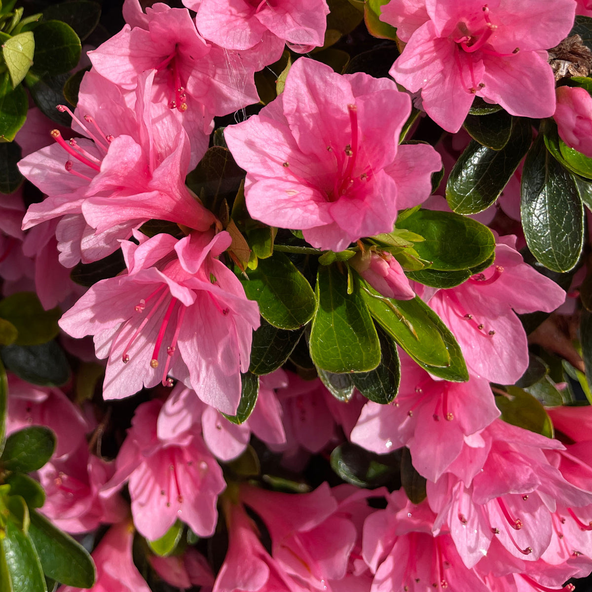Azalea 'Kirin' – Fletcher & Co. Nursery