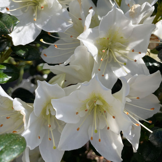 Azalea 'White Dragon'